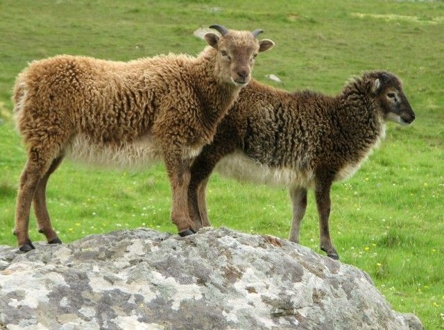 File:Soay lambs on Hirta.jpg