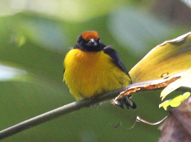 File:Tawny-capped Euphonia.jpg