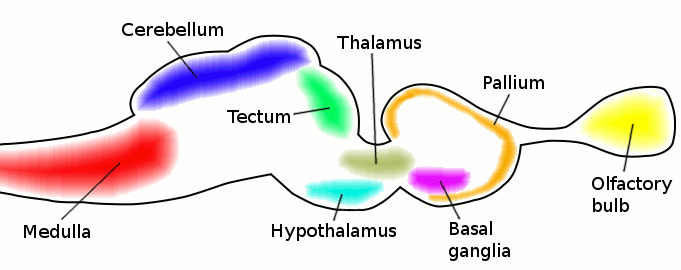 File:Vertebrate-brain-cartoon.png