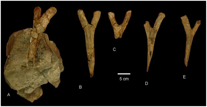 File:Wintonotitan tail chevrons.jpg