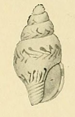 File:Zemitrella stephanophora 001.jpg