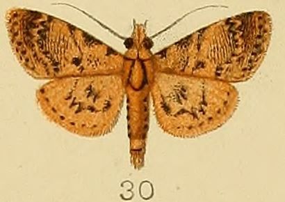 File:030-Coenodomus cornucalis (Kenrick, 1907).JPG