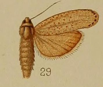 File:29-Melissoblaptes monochroa=Aphomia monochroa (Hampson, 1912).JPG