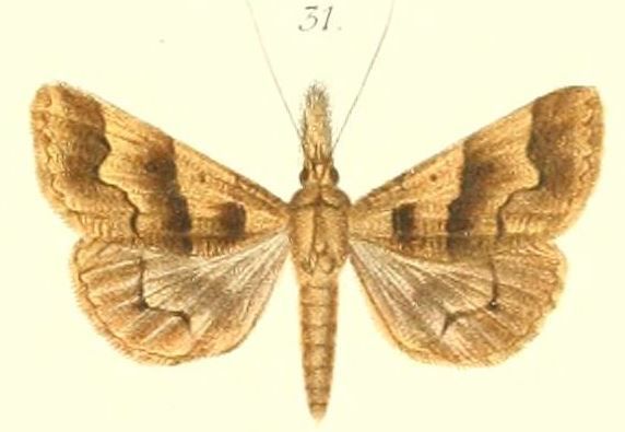 File:31-Bleptina flocculalis=Ophyx crinipes (Felder & Rogenhofer 1874).JPG