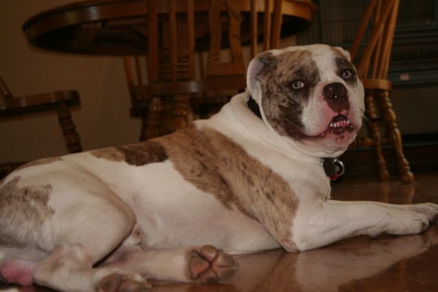 File:Alapaha Blue-Blood Bulldog.jpg