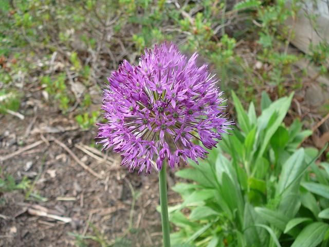 File:Allium purple.JPG