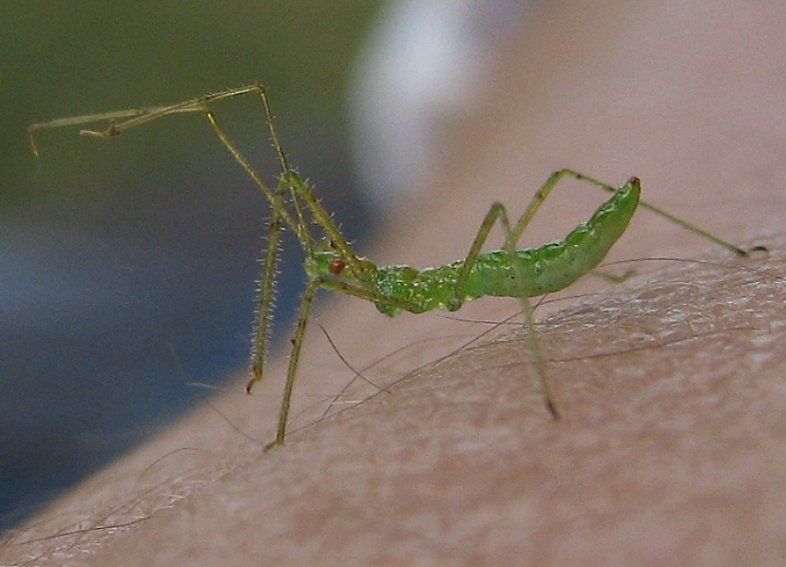 File:Assassin bug nymph.jpg