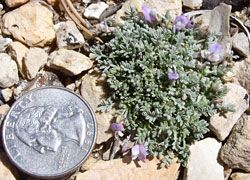 File:Astragalus cremnophylax cremno.jpg