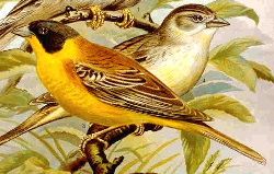 File:Black-headed Bunting.jpg