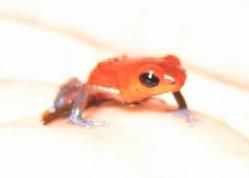 File:Blue jeans poison dart frog.jpg