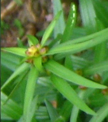 File:Bulbilles1.jpg