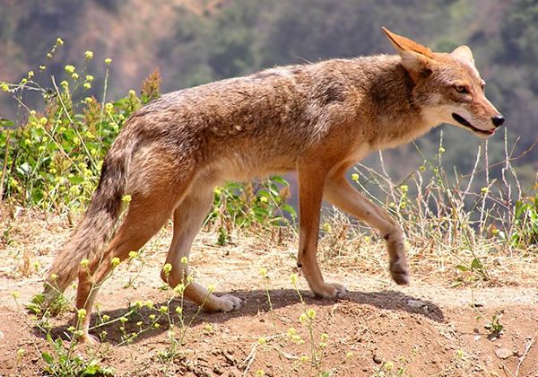 File:Canis latrans2.jpg