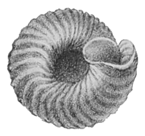 File:Careoradula perelegans shell 2.png