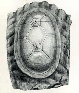 File:Chelyosoma macleayanum 001.png