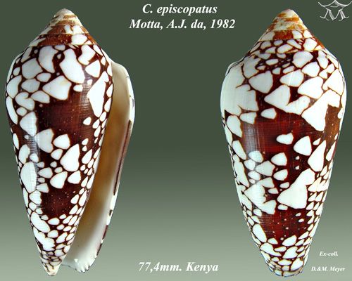 File:Conus episcopatus 4.jpg