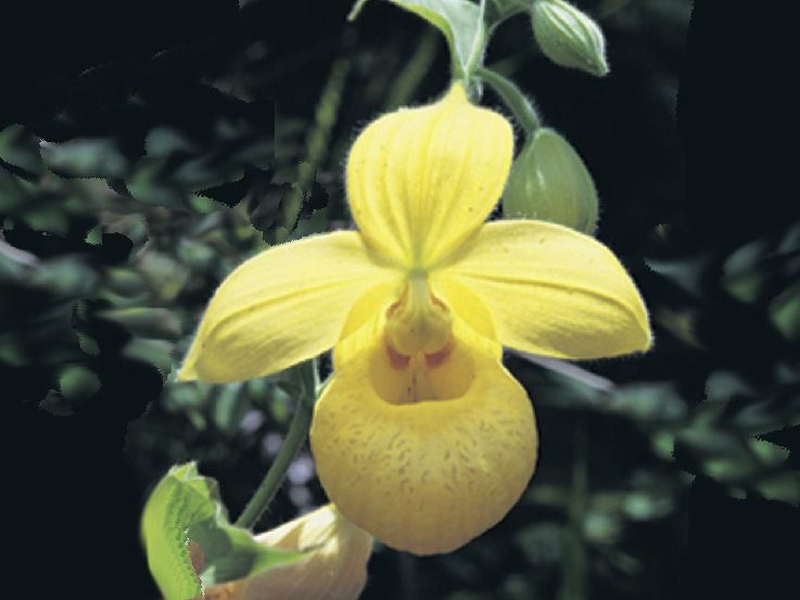 File:Cypripedium irapeanum.jpg