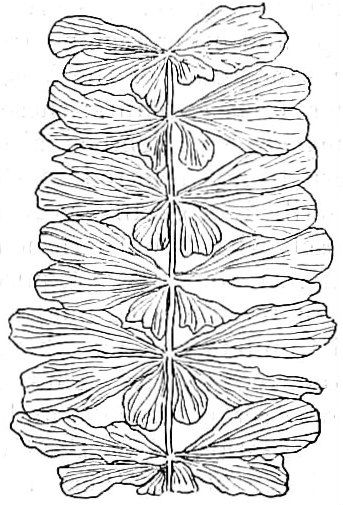 File:EB1911 Palaeobotany - Sphenophyllum speciosum.jpg