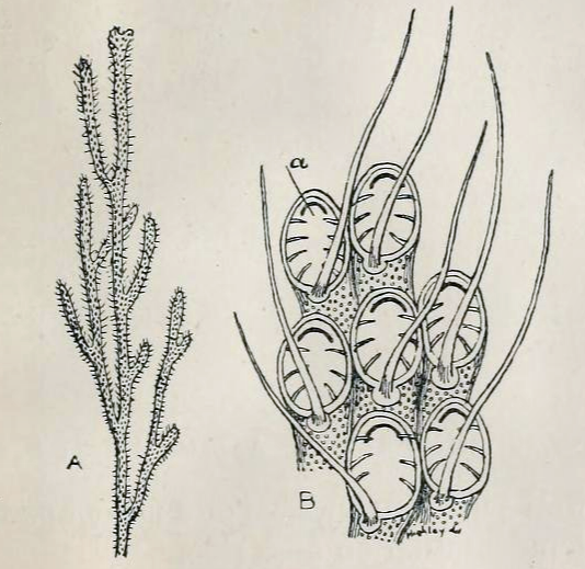 File:Electra pilosa 001.png