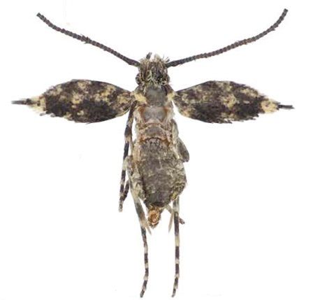 File:Erechthias grayi.jpg