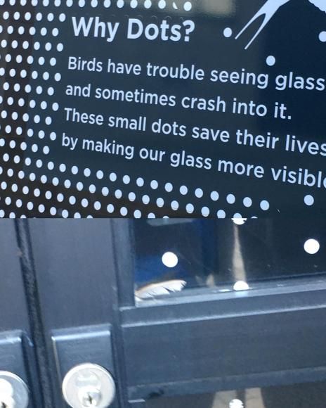 File:Failed bird proof glass.jpg