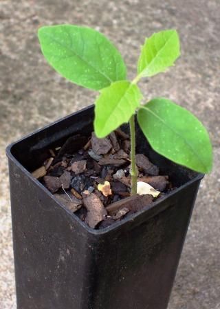 File:Gmelina leichhardtii - seedling.JPG