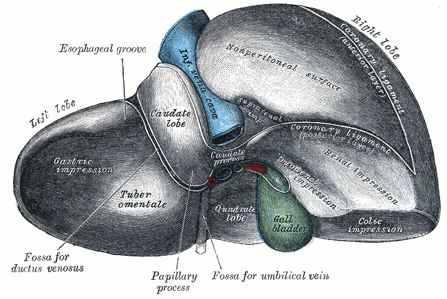 File:Gray1087-liver.png