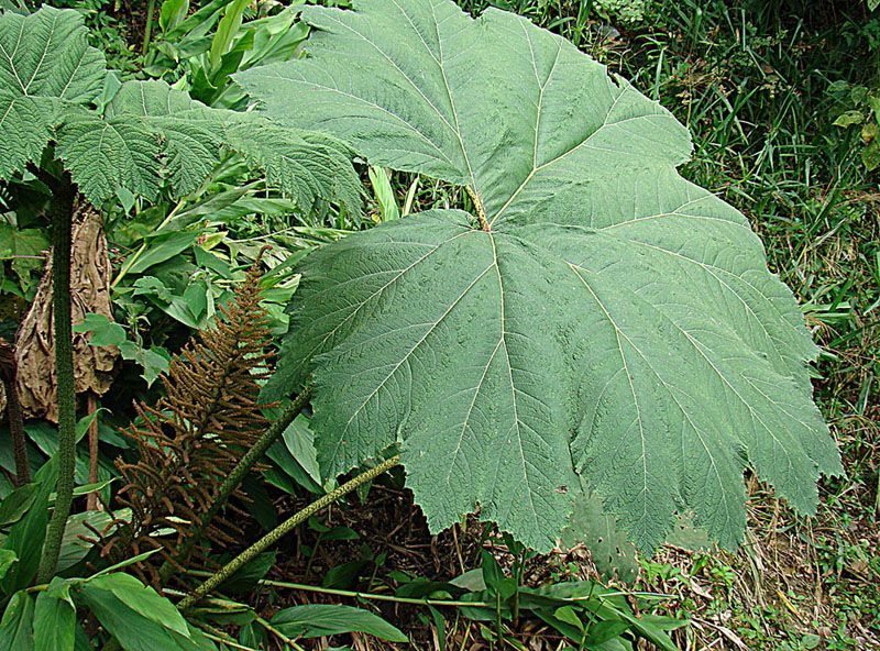 File:Gunnera tayrona (14746906163).jpg