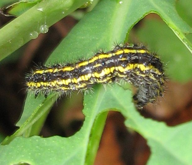 File:Haploa caterpillar.jpg