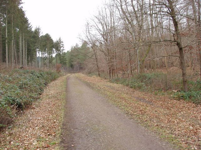 File:Homefield Wood - geograph.org.uk - 1129219.jpg