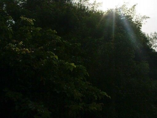 File:K.Pudur Village Green trees.jpg