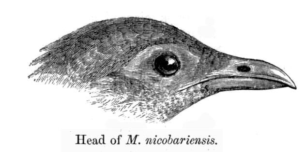 File:MegapodiusNicobariensis.jpg