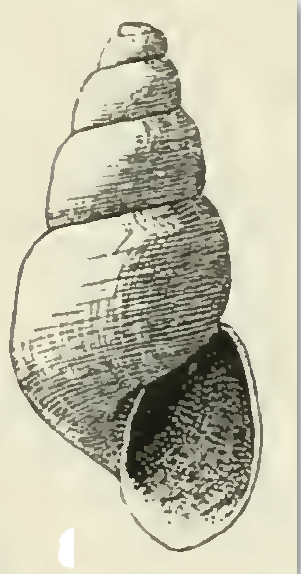 File:Odostomia spreadboroughi 001.png