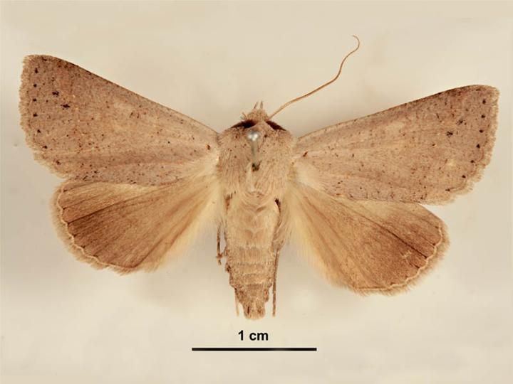 File:Pantydia sparsa male dorsal.jpg