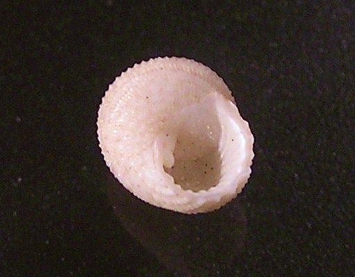 File:Perrinia concinna 001.jpg