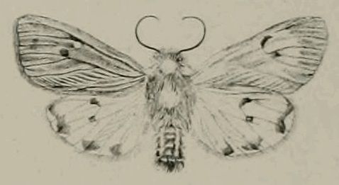 File:Phragmatobia placida.jpg