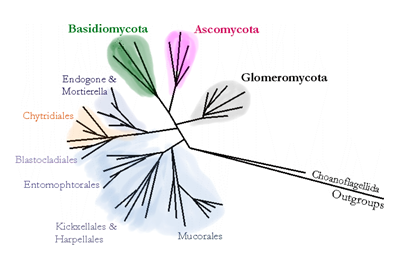 File:Phylogenie.png