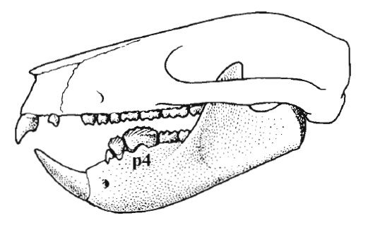 File:Plagiaulax skull.jpg