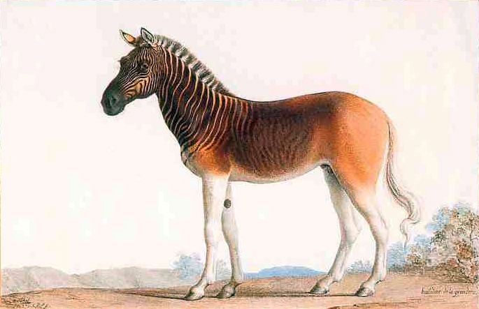 File:Quagga.jpg