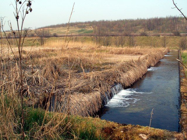 File:Reedbeds - geograph.org.uk - 380204.jpg