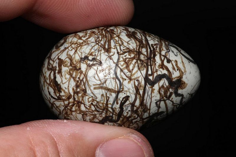 File:Spotted Bowerbird Egg.jpg