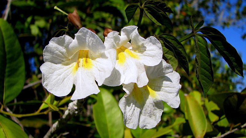 File:Tabebuia elliptica (A. DC.) Sandwith (2247566592).jpg