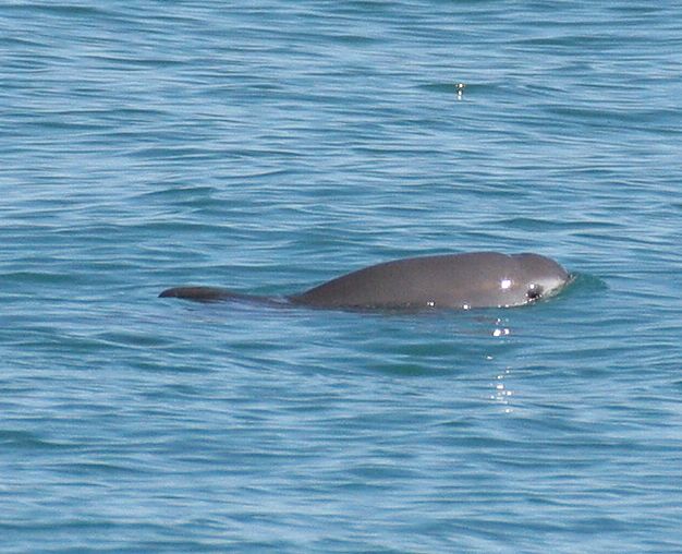 File:Vaquita2 Olson NOAA crop2.jpg