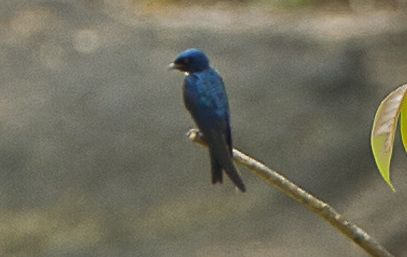 File:White-throated Blue-Swallow S4E1838 (16953709336) (cropped).jpg