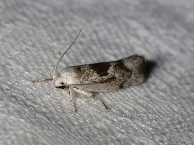 File:Xylorycta amblygona.jpg