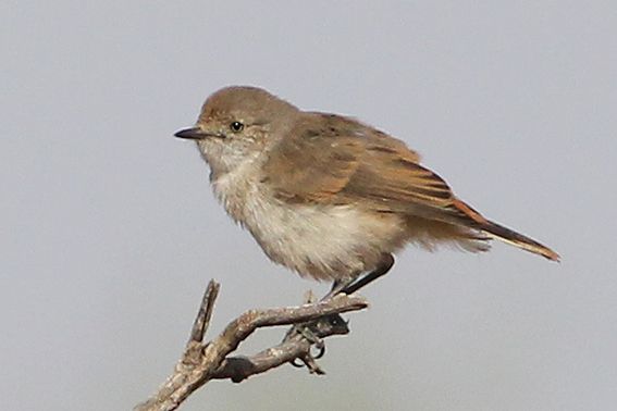 File:Young Chestnut-rumped Thornbill.jpg