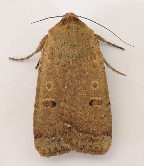 File:Abagrotis orbis - inat 160977708.jpg