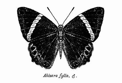 File:Abisara fylla ctb.png