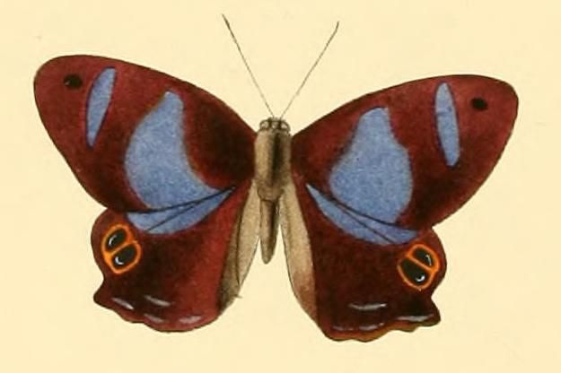 File:Abisara tantalus.JPG