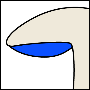 File:Adnexed gills icon2.png