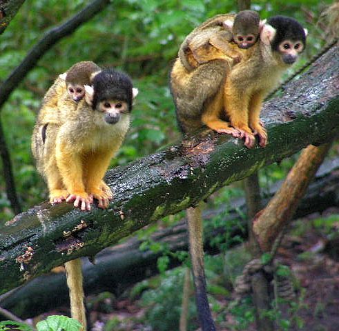 File:Black-capped Squirrel Monkeys in tree.JPG